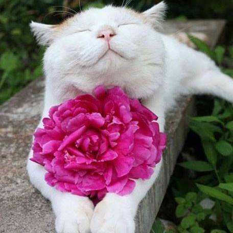 Robertson County Animal Clinic P C - Springfield , United States