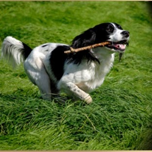 Hergenrether Animal Hospital - Lawton , United States