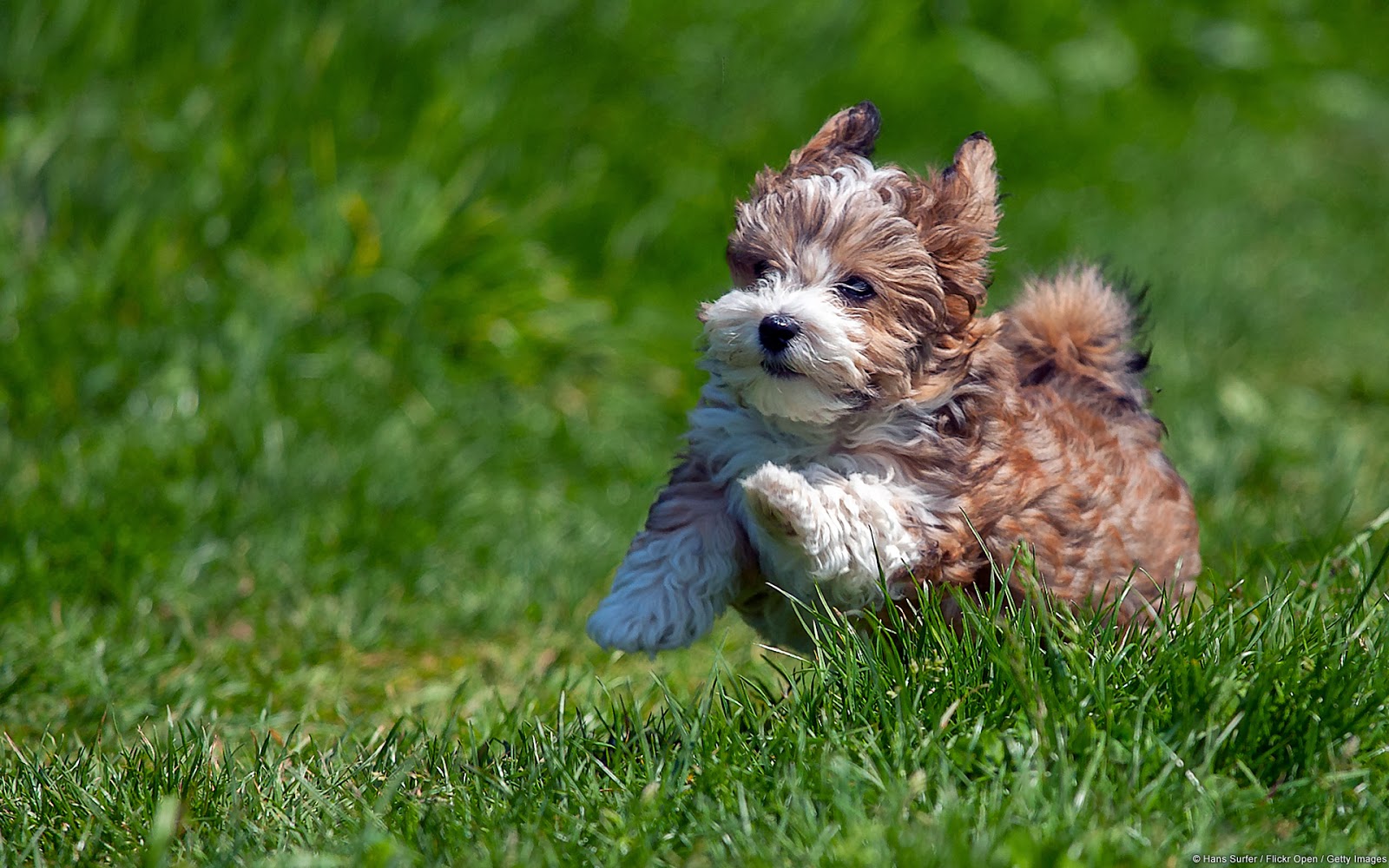 Paws Veterinary Clinic - Mesa , United States