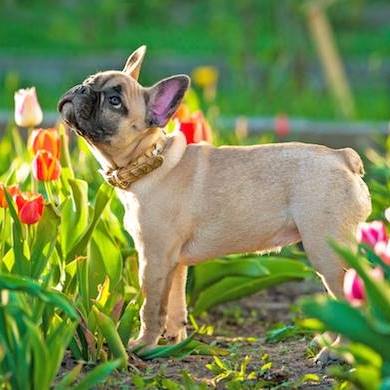 Suburban Animal Hospital - Rochester , United States