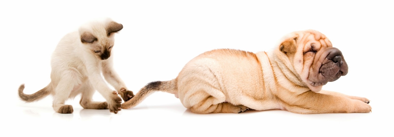 Burke Road Veterinary Clinic And Hospital - Camberwell , Australia