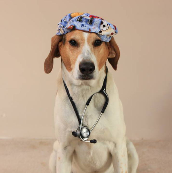 Veterinary Dental Services - Boxborough , United States