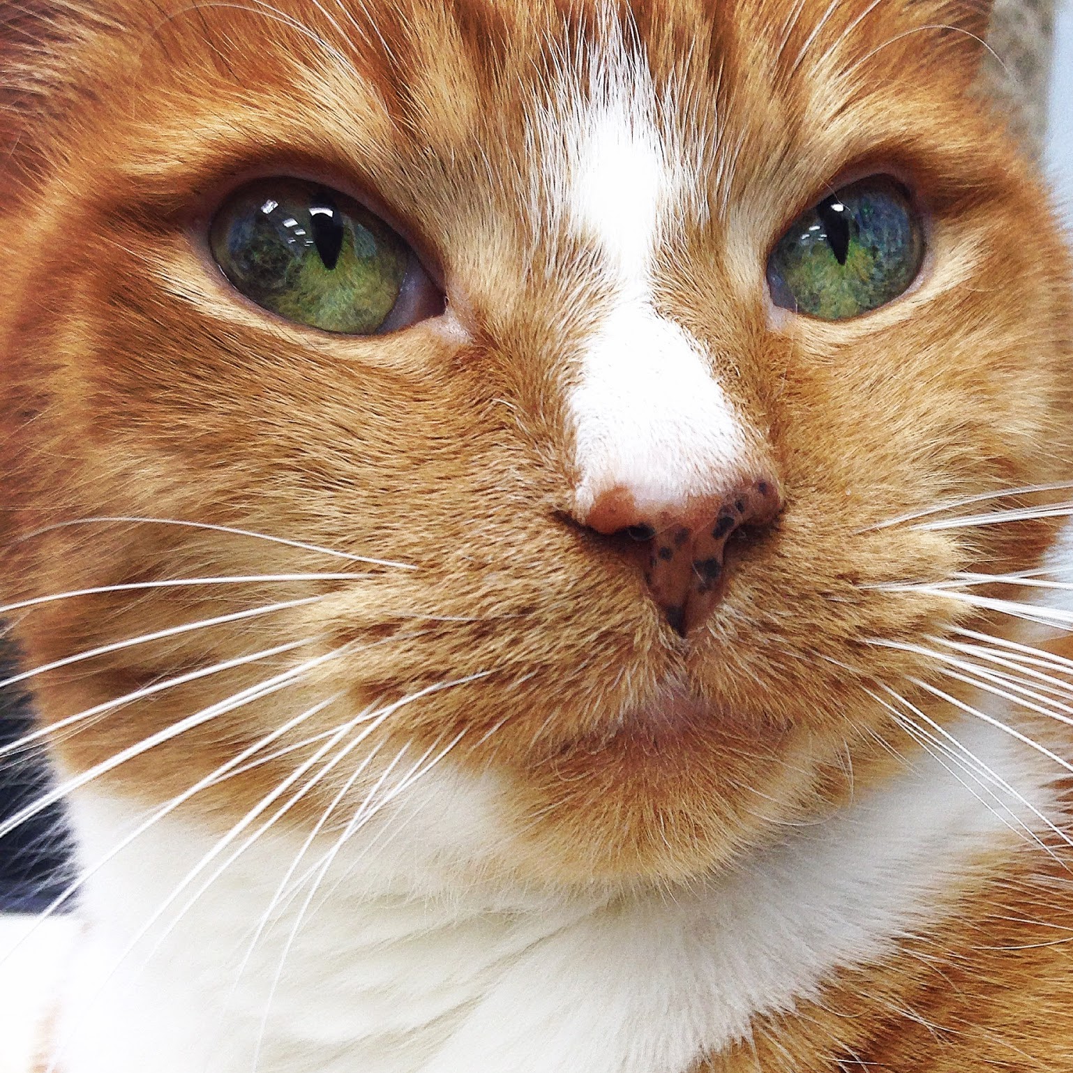 Layhill Animal Hospital - Silver Spring , United States