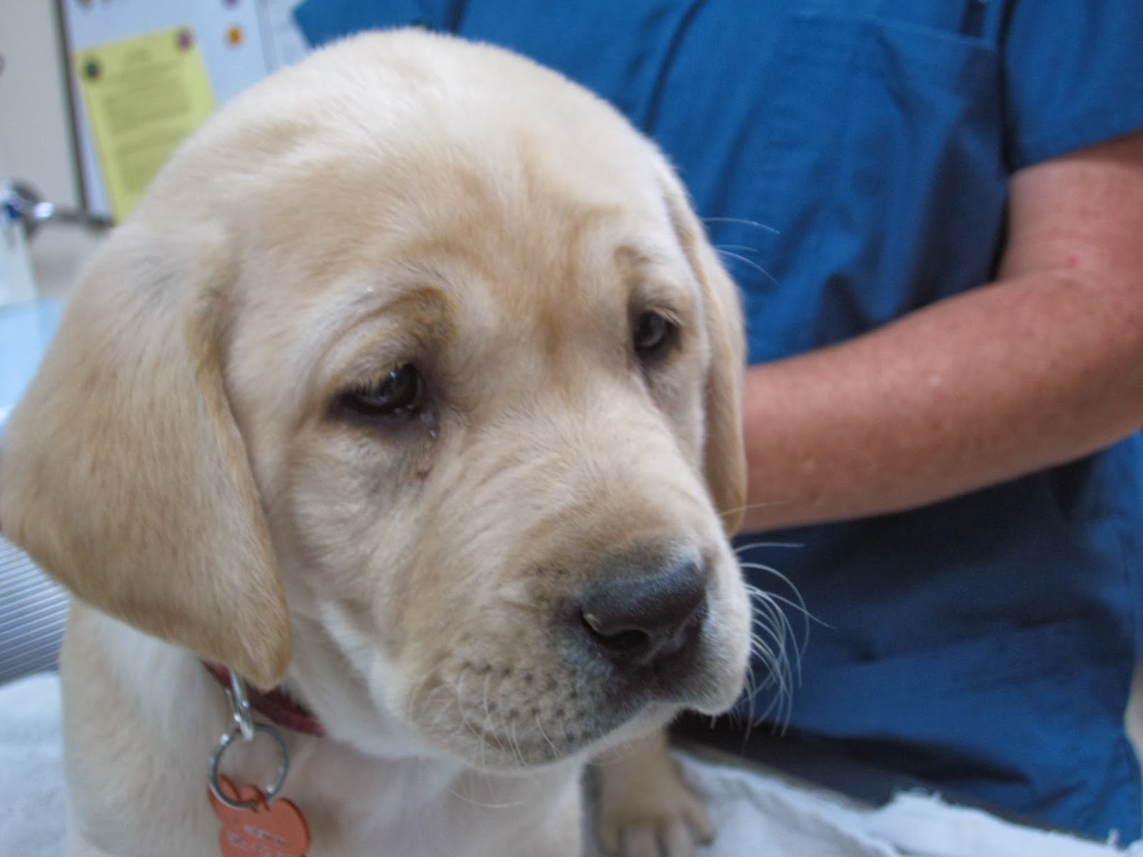 La Cumbre Animal Hospital - Santa Barbara , United States