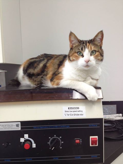 Hillcrest Animal Clinic - Dryden , Canada