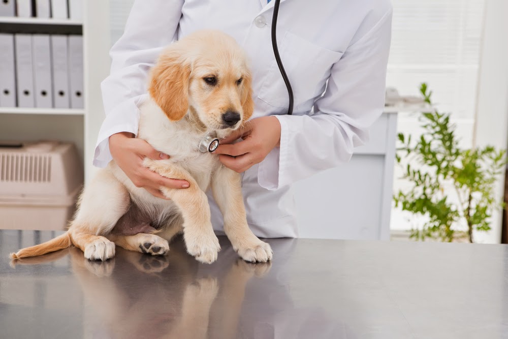 Arlington Animal Hospital - Saskatoon , Canada