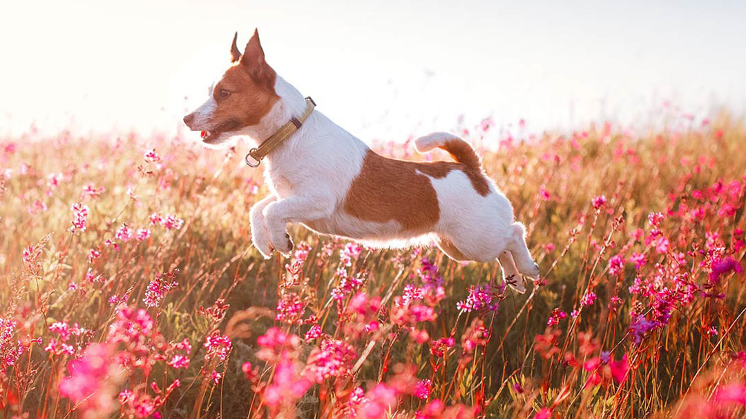 Yankee Hill Veterinary Hospital - Lincoln , United States