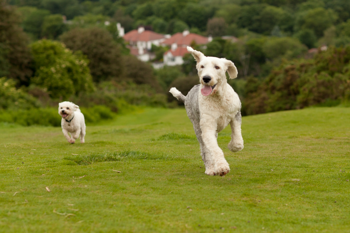 Batchelor Davidson And Watson Veterinary Surgeons Newhaven Road Edinburgh - Edinburgh , United Kingdom