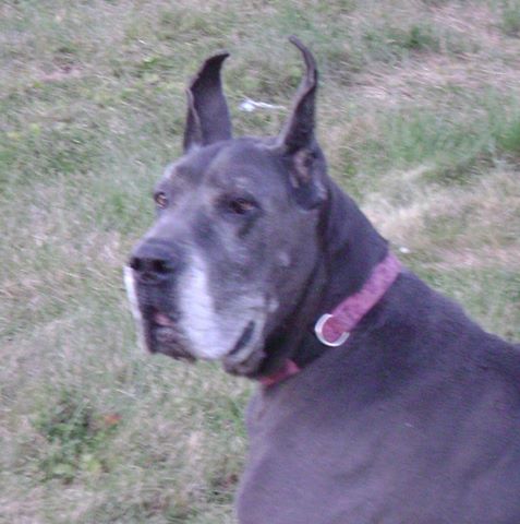 Borderbrook Animal Hospital And Pet - Murrysville , United States