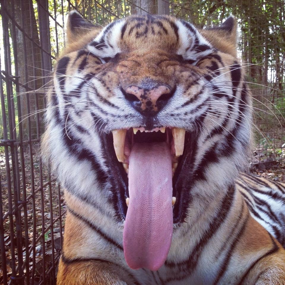 Boulevard Animal Hospital - Philadelphia , United States