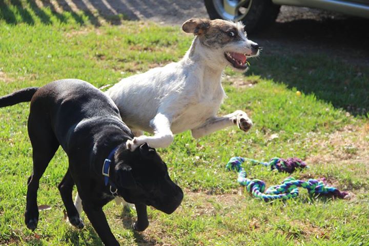 Sweet Pea Animal Hospital - Forster , Australia