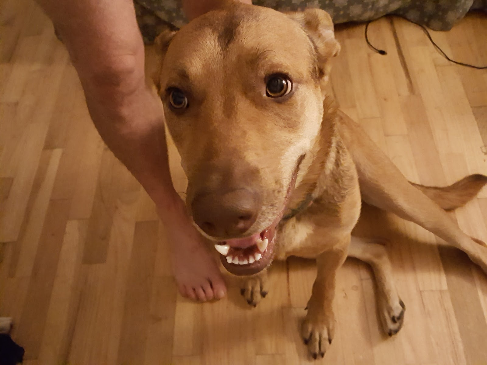 Companion Pet Clinic - Salem , United States