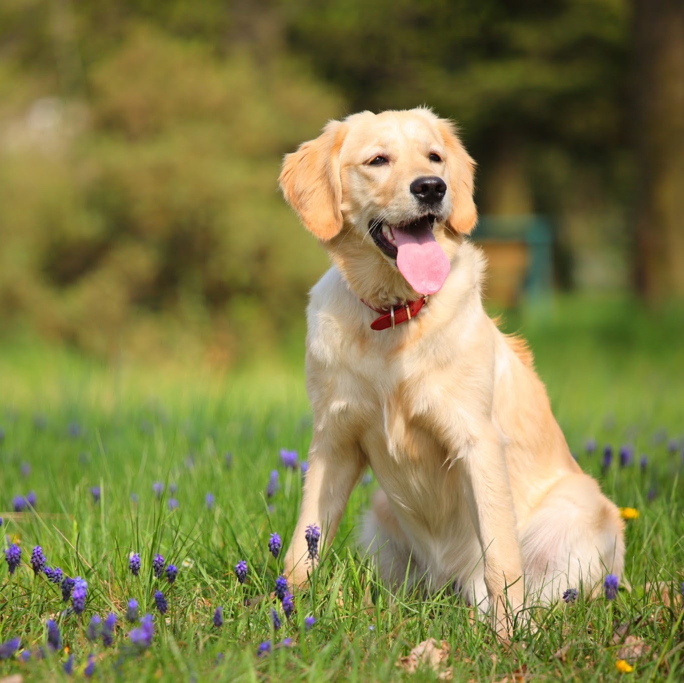St Marys Vet Hospital - St Marys , Australia