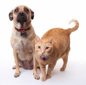 Lakeside Animal Hospital - Milwaukee , United States