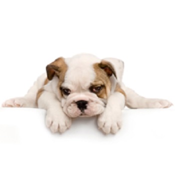 All About Pets - Galesburg , United States