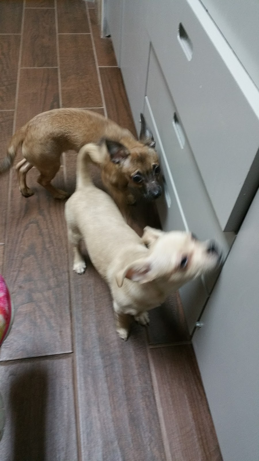 Cedar Ridge Animal Hospital - Independence , United States