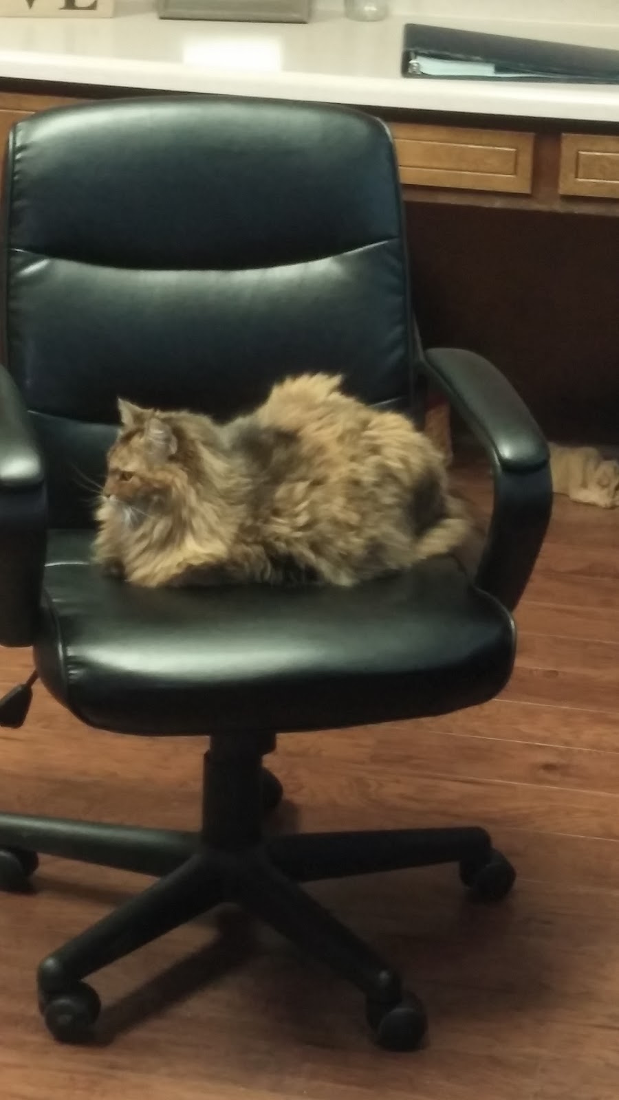 Whitworth Animal Clinic - Madison , United States
