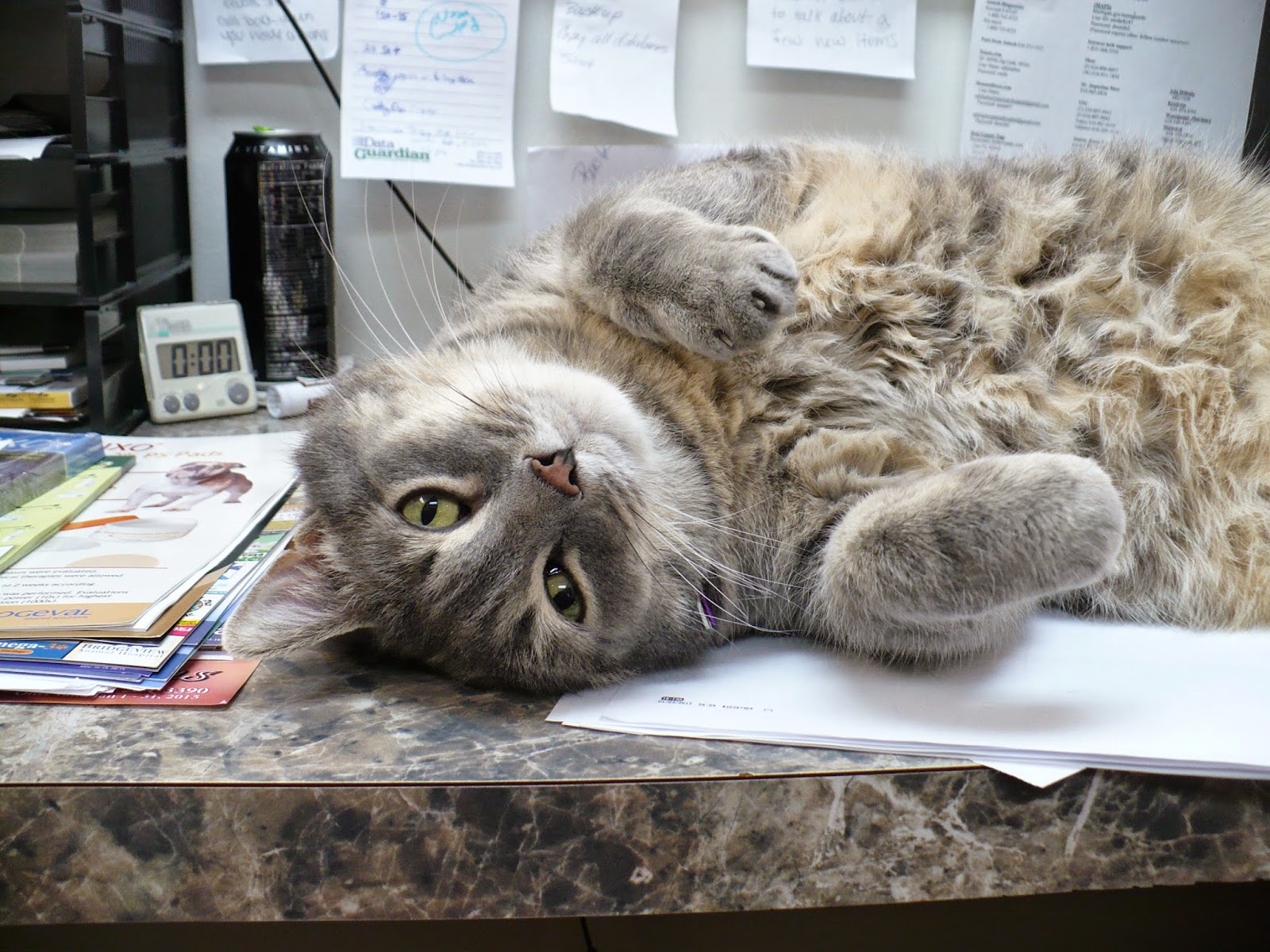 Safe Harbor Animal Hospital - Grand Rapids , United States
