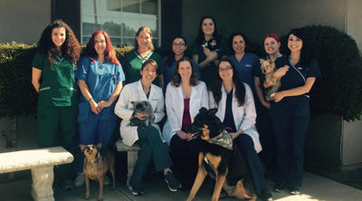 Vca alosta sales animal hospital