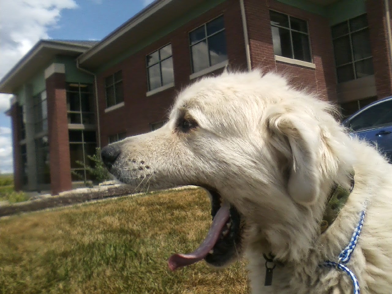 Bright Eyes And Bushy Tails Veterinary Hospital - Iowa City , United States