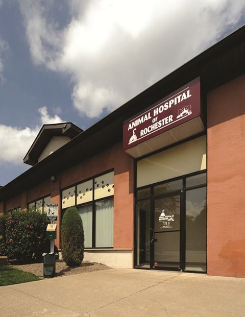 Animal Hospital Of Rochester - Rochester , United States