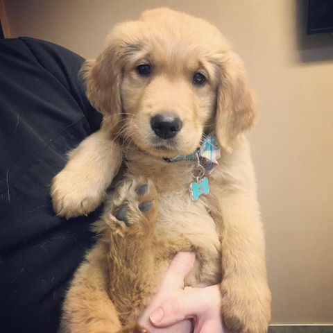 Evergreen Animal Hospital - Vancouver , United States