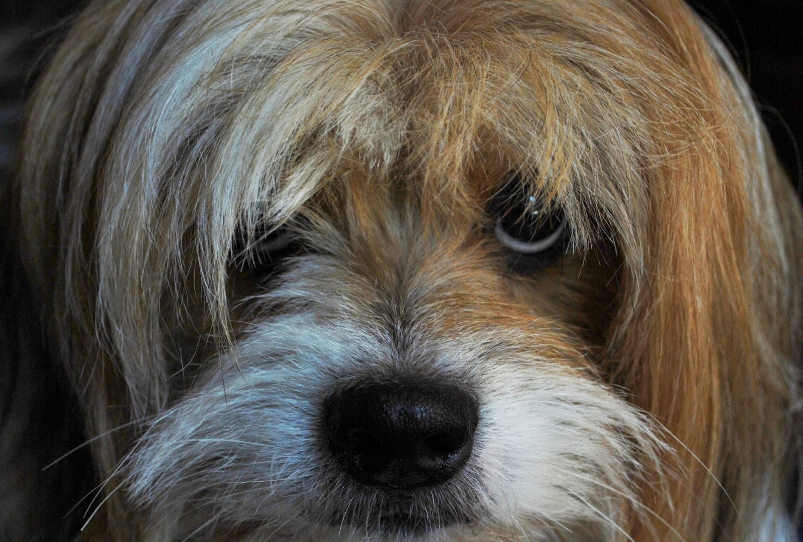 Hidden Valley Animal Hospital - Independence , United States