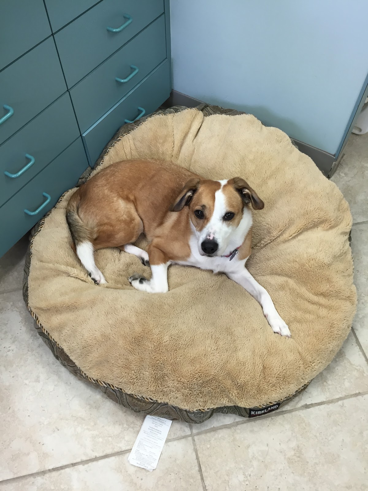 North Collier Animal Clinic - North Naples , United States