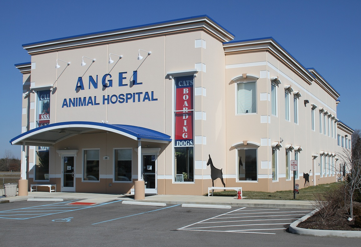Angel Animal Hospital - Greenwood , United States
