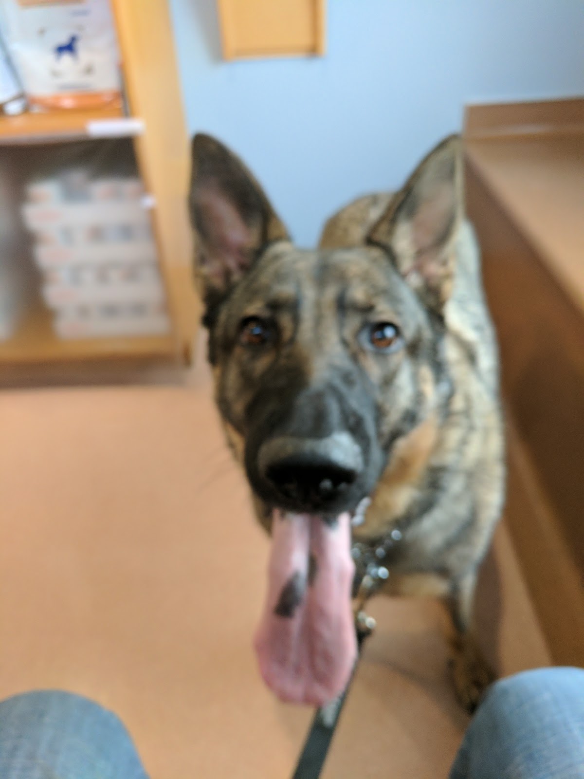 Schmitts Animal Hospital - Grand Rapids , United States