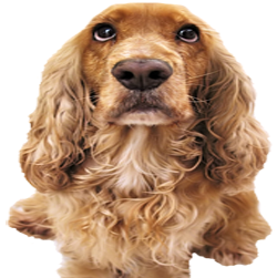 Ambassador Dog And Cat Hospital - Los Angeles , United States