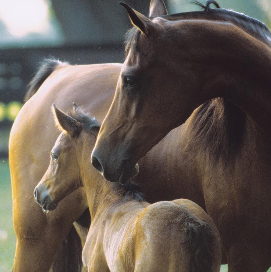Durango Equine Veterinary Clinic - Buckeye , United States