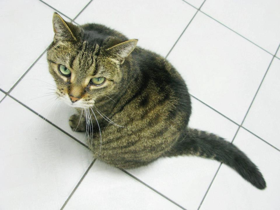 Cat Hospital Of Mississauga - Mississauga , Canada