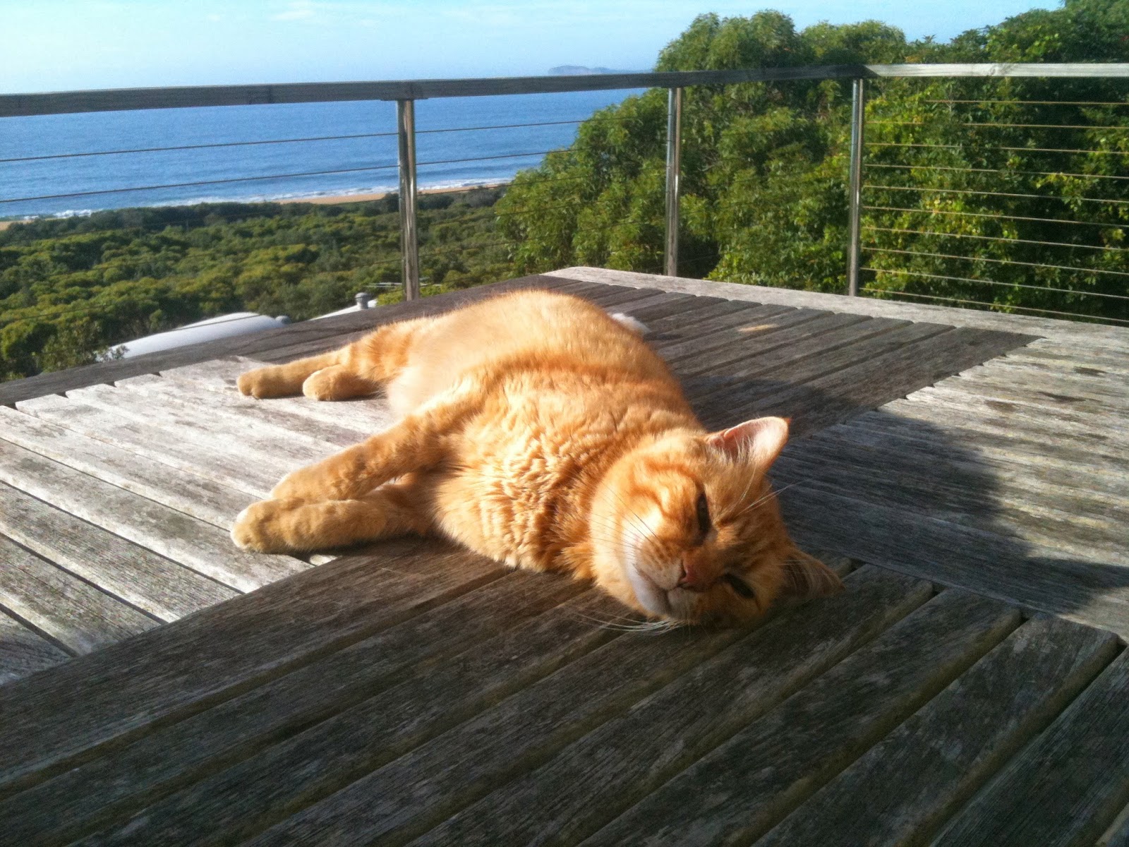 Glenhaven Veterinary Hospital - Glenhaven , Australia