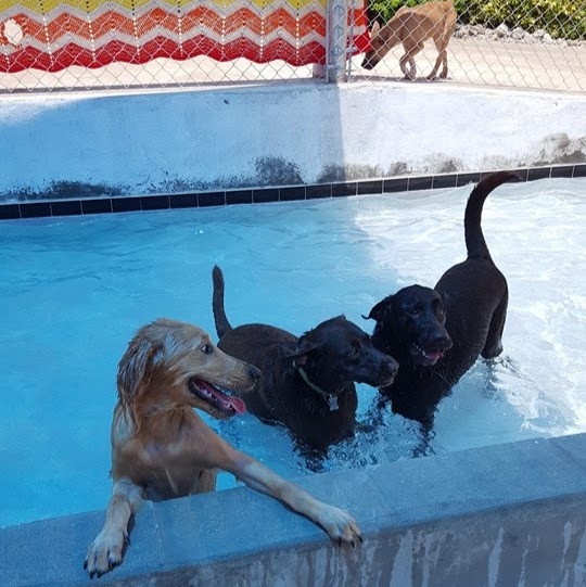 Pine Island Animal Clinic W/Boarding And Grooming - St James City , United States