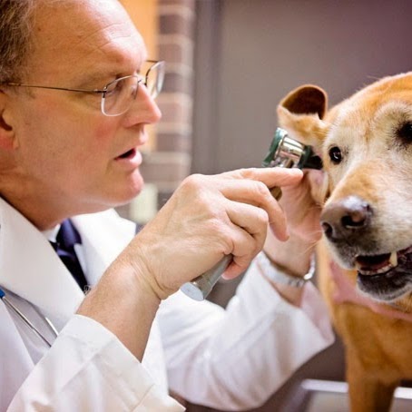 Center Veterinary Hospital - High Point , United States