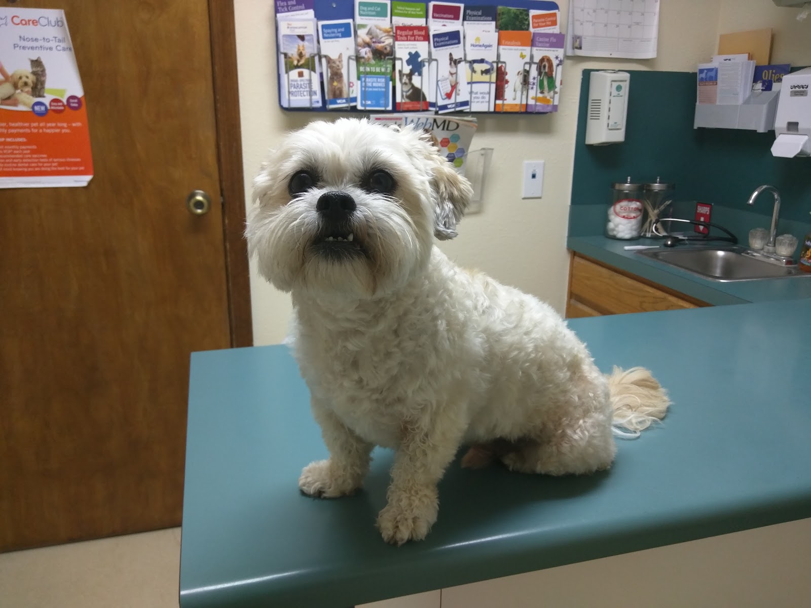 Vca Welborn Animal Hospital - Kansas City , United States