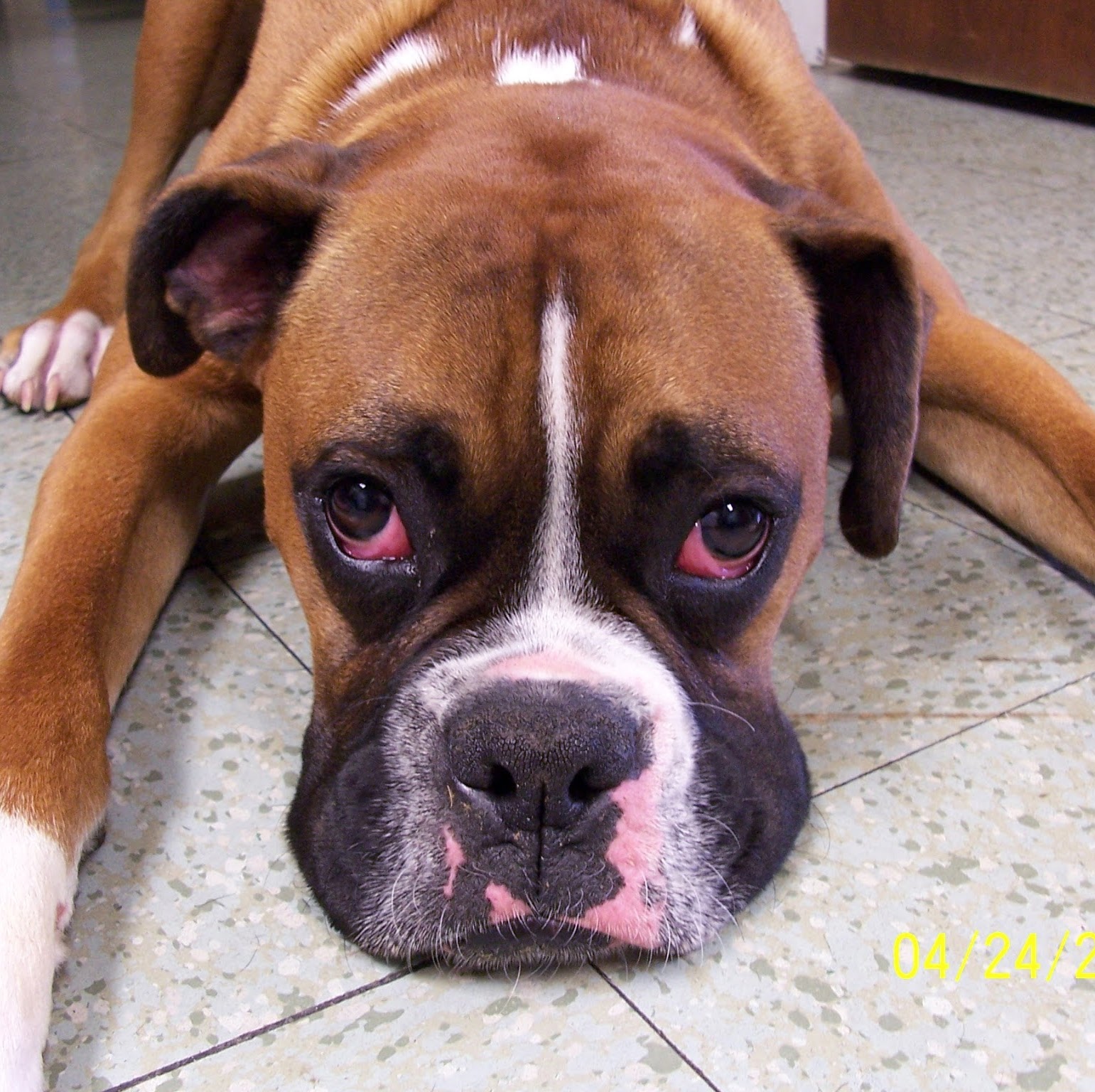 Dearborn County Animal Clinic - Lawrenceburg , United States