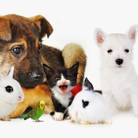 Kurrajong Village Vets - Kurrajong , Australia
