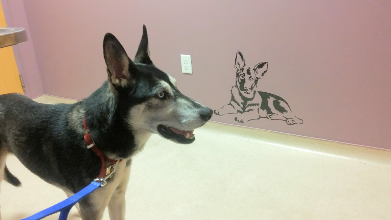 Vca Merrimac Animal Hospital - Williamsburg , United States
