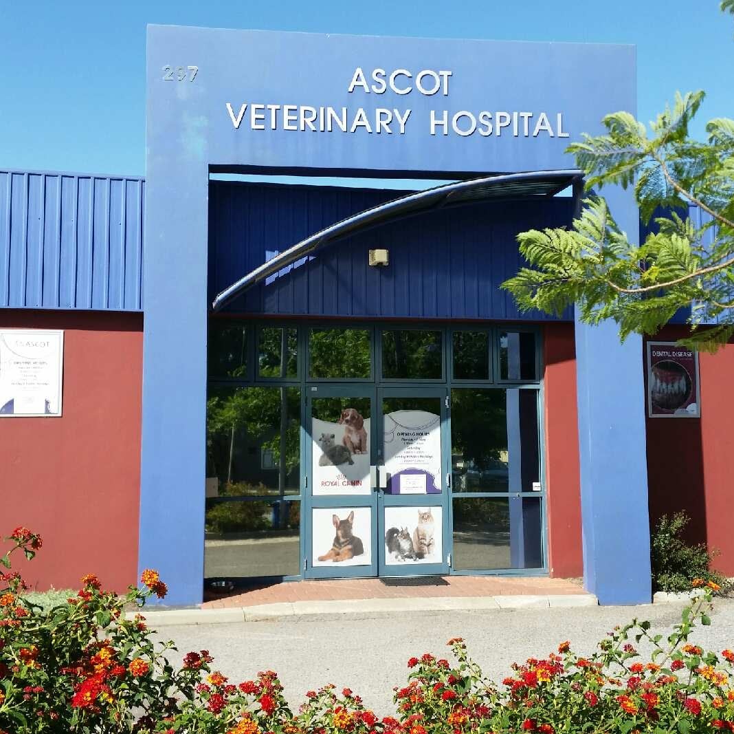 Ascot Veterinary Hospital - Belmont , Australia