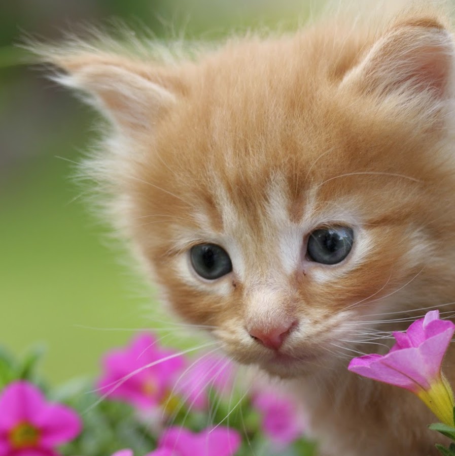 Grand Montecito Animal Hospital - Las Vegas , United States