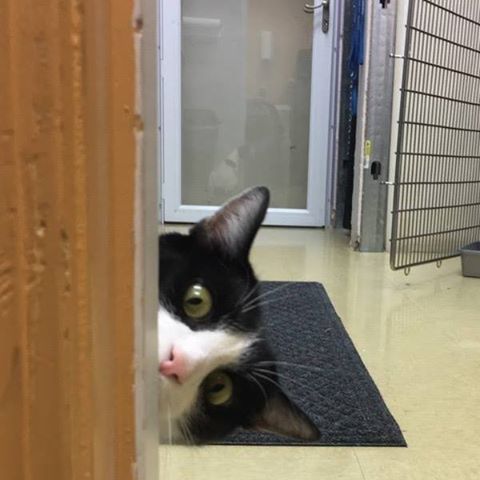 Parkway Veterinary Hospital - Vinton , United States