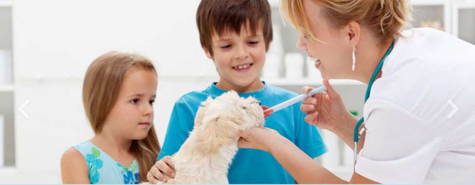 Southern Hills Veterinary Hospital - Edmond , United States