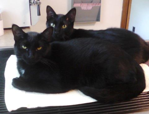 Advanced Animal Care Now Merged With Cleveland Road - Wooster , United States