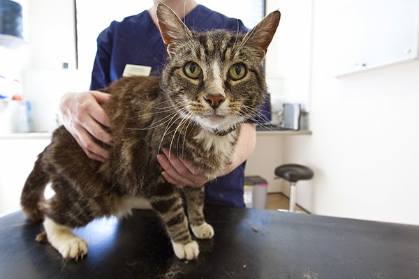 Vets Now Gateshead - Gateshead , United Kingdom