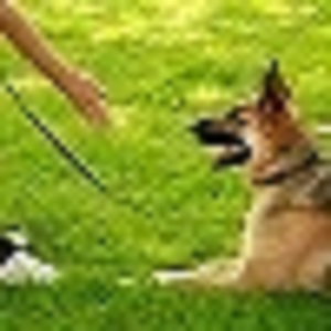 Lux K9 Boarding & Grooming - Washington , United States