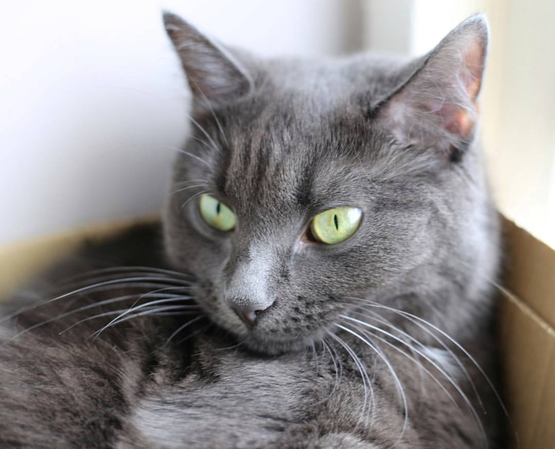 Vets4Pets Blackheath - London , United Kingdom