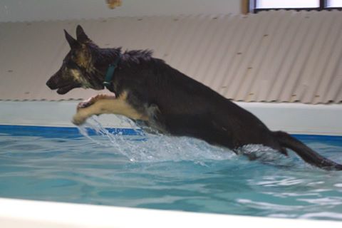Paws In Motion - Natick , United States