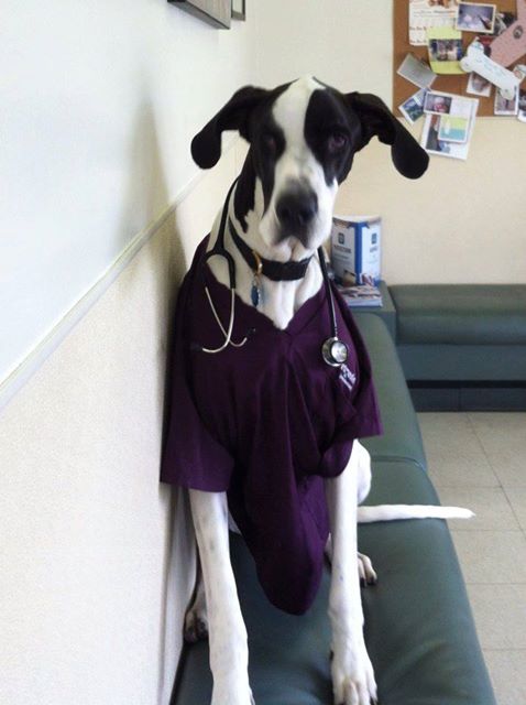 All Pets Animal Hospital - West Babylon , United States